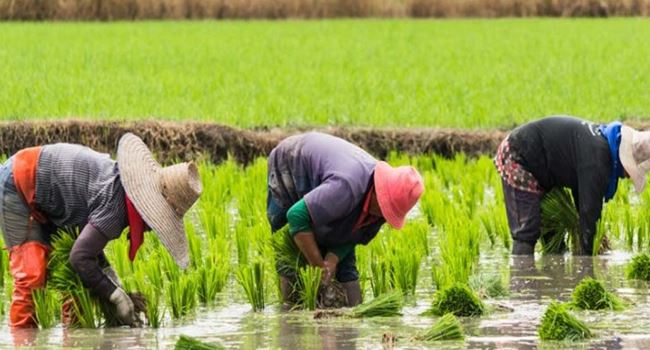 CBN to bear half of farmers’ losses as Nigeria reels from worst drought in five yrs