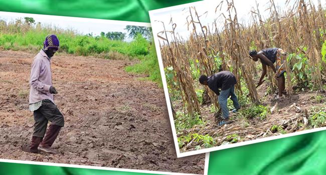 Challenges of Nigerian smallholder farmers in tackling food crisis amid COVID-19