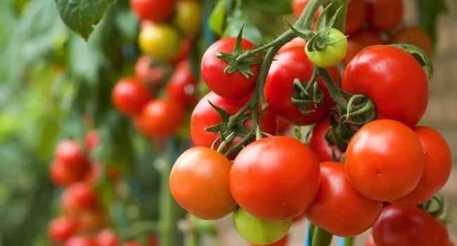 Dangote seeks total ban on tomato importation