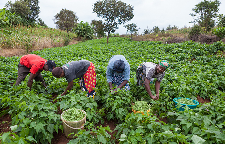 Importance of Agriculture and the Way Forward