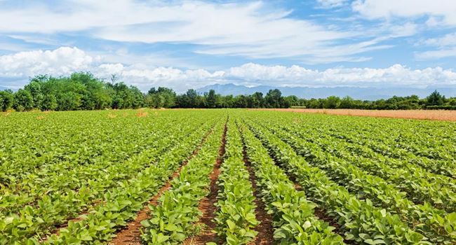 Lawmakers probe N275bn agric loans disbursed under Yar’Adua, Jonathan, Buhari