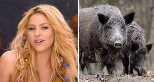 Singer Shakira attacked by wild boars in Barcelona park