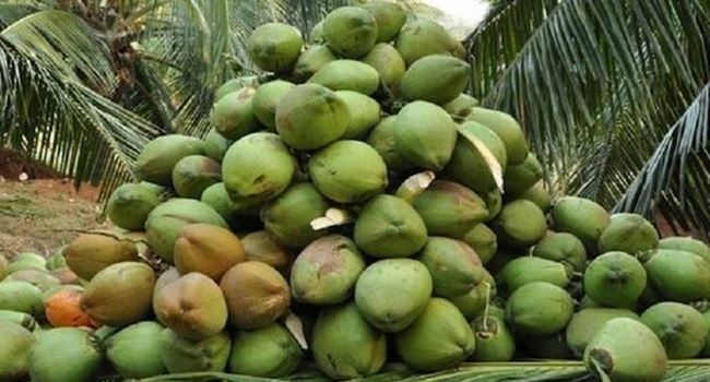 Lagos, FAO sign agreement to boost coconut value chain