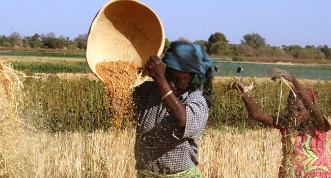 CBN to share N41bn to farmers to help boost wheat production