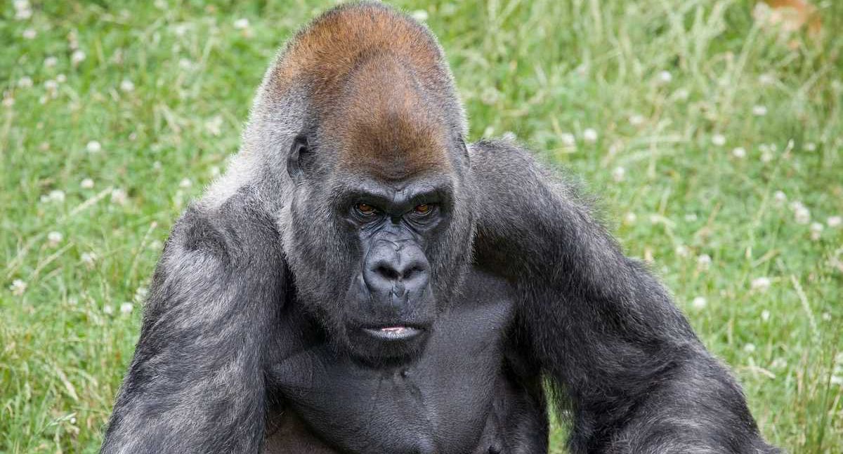 World's oldest male gorilla dies at 61