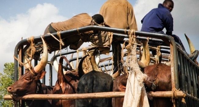 Adamawa to ban transport of livestock to Lagos, others
