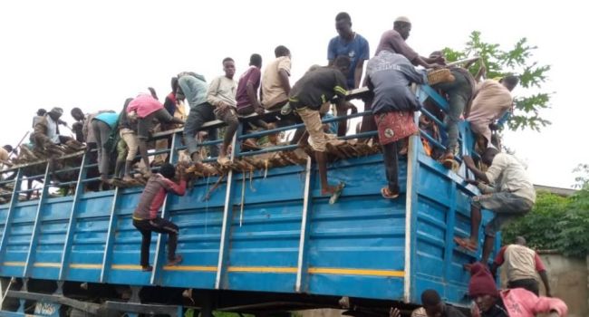 Ondo Amotekun intercepts 168 northern youths hiding in trucks conveying cows